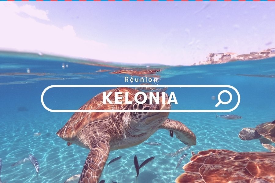 Visit The Turtles At Kelonia